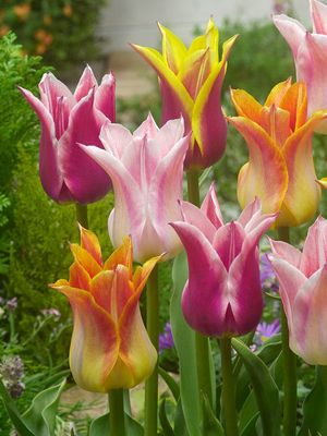 LILY FLOWERING MIXED - LILIEN-TULPE - MIX LILY FLOWERING MIXED - LILIEN-TULPE - MIX