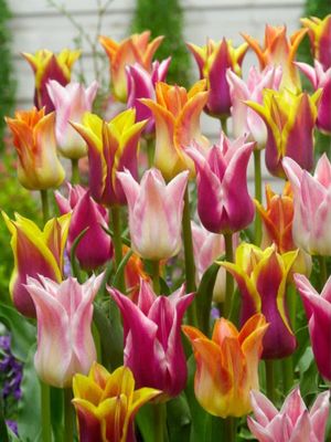 LILY FLOWERING MIXED – LILY TULIPÁN - MIX
