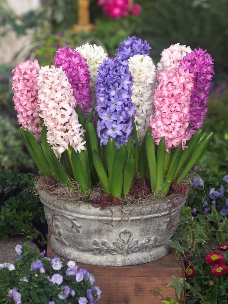 MIX - COLORFUL HYACINTH