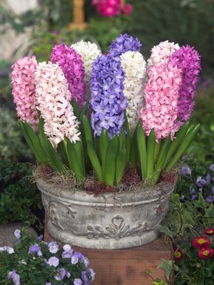 MIX - COLORFUL HYACINTH