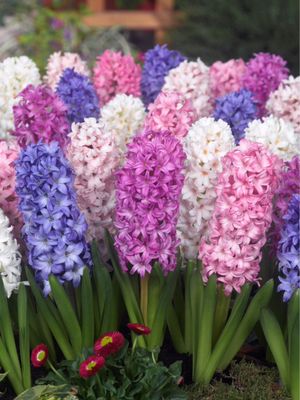 MIX - COLORFUL HYACINTH