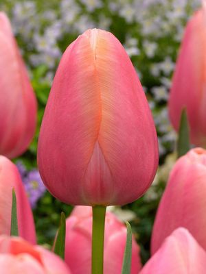 MENTON - ROSA-ORANGE TULPE