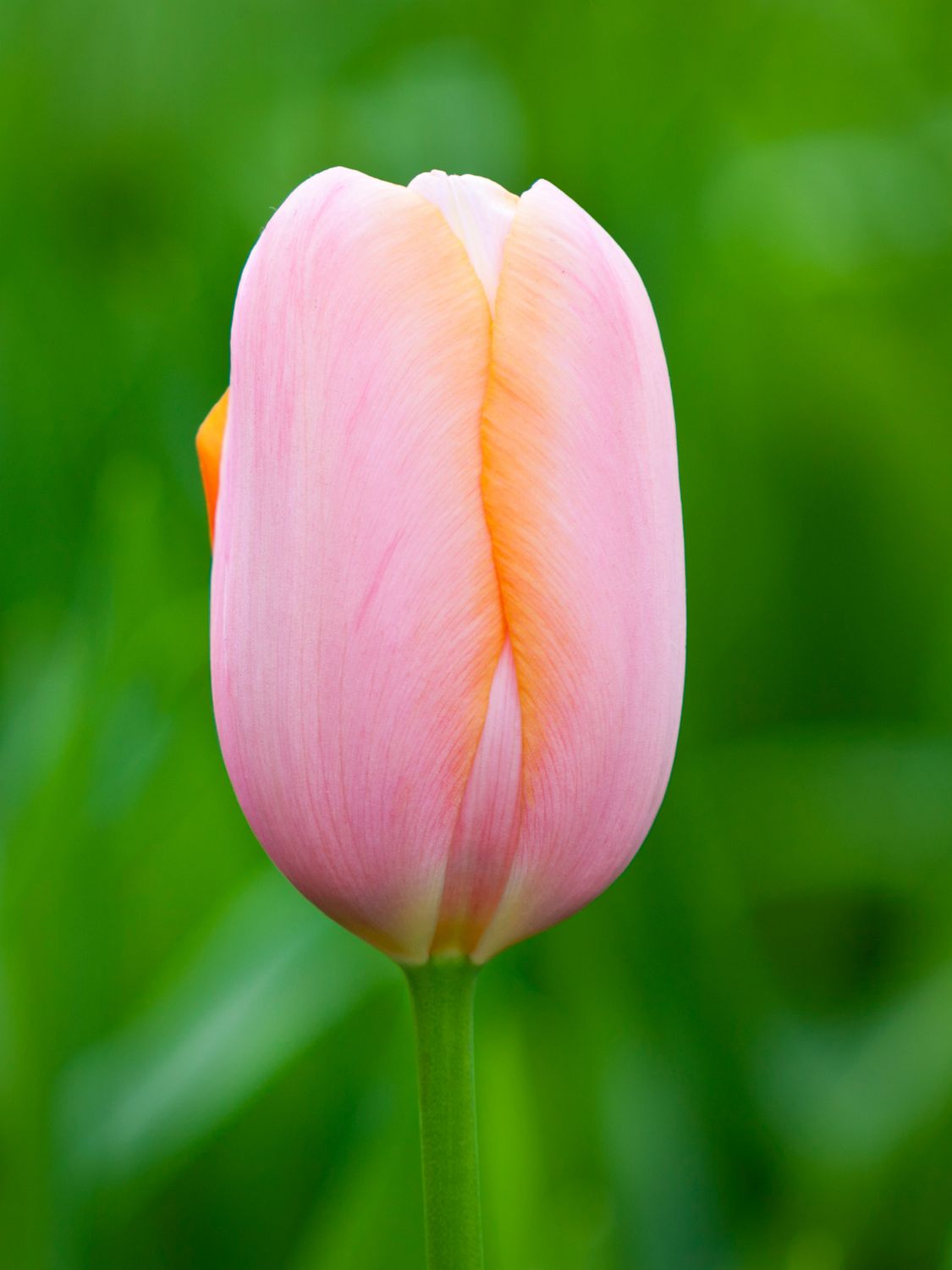 MENTON - PINK-ORANGE TULIP