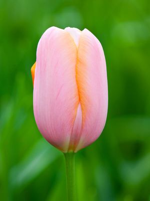MENTON – RÓZSASZÍN-NARANCSSÁRGA TULIPÁN