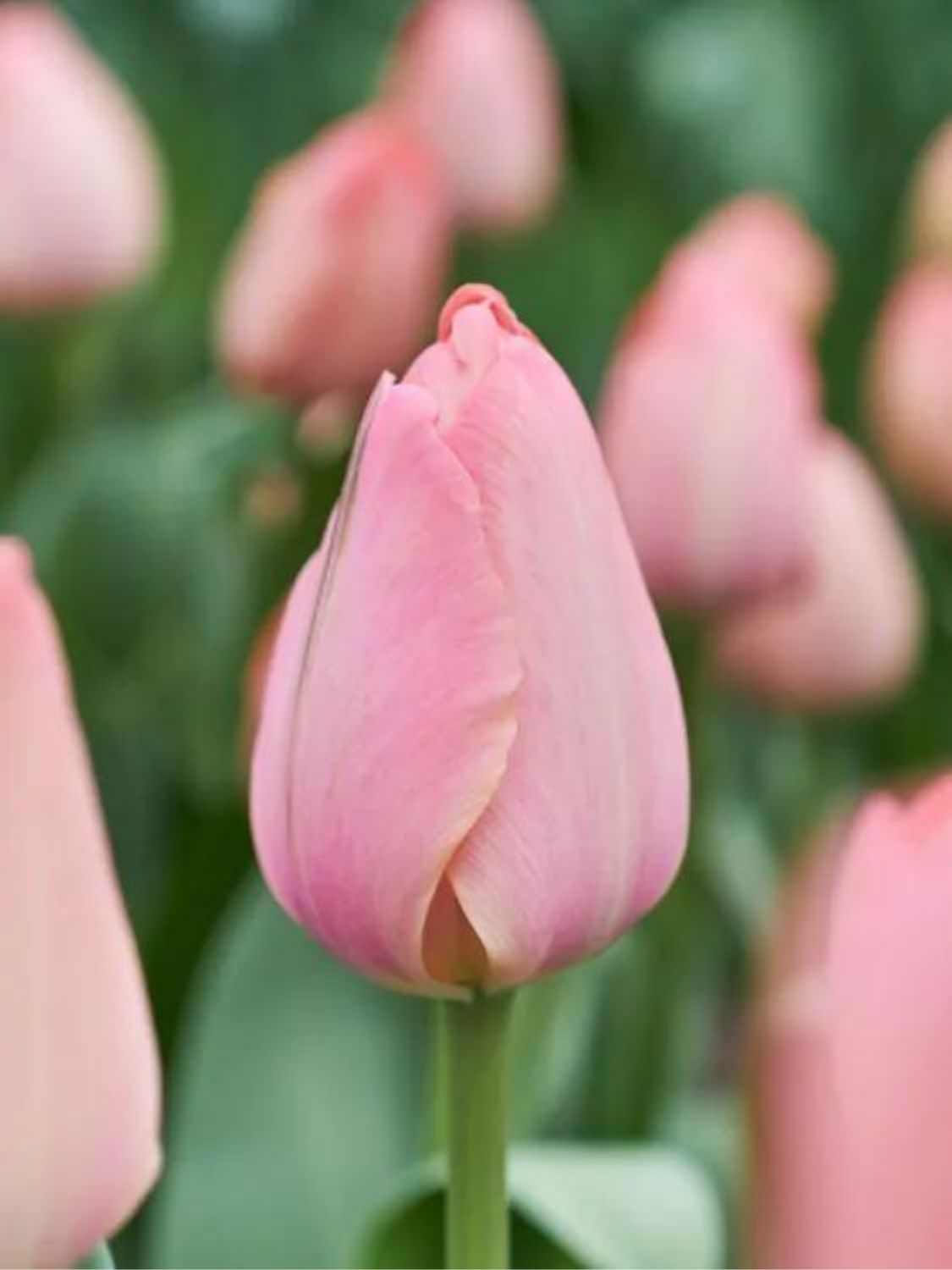 MYSTIK - PINK TULIP