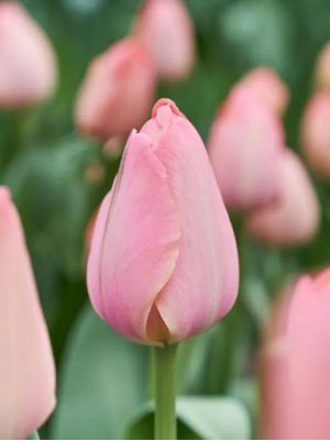 MYSTIK - ROSA TULPE