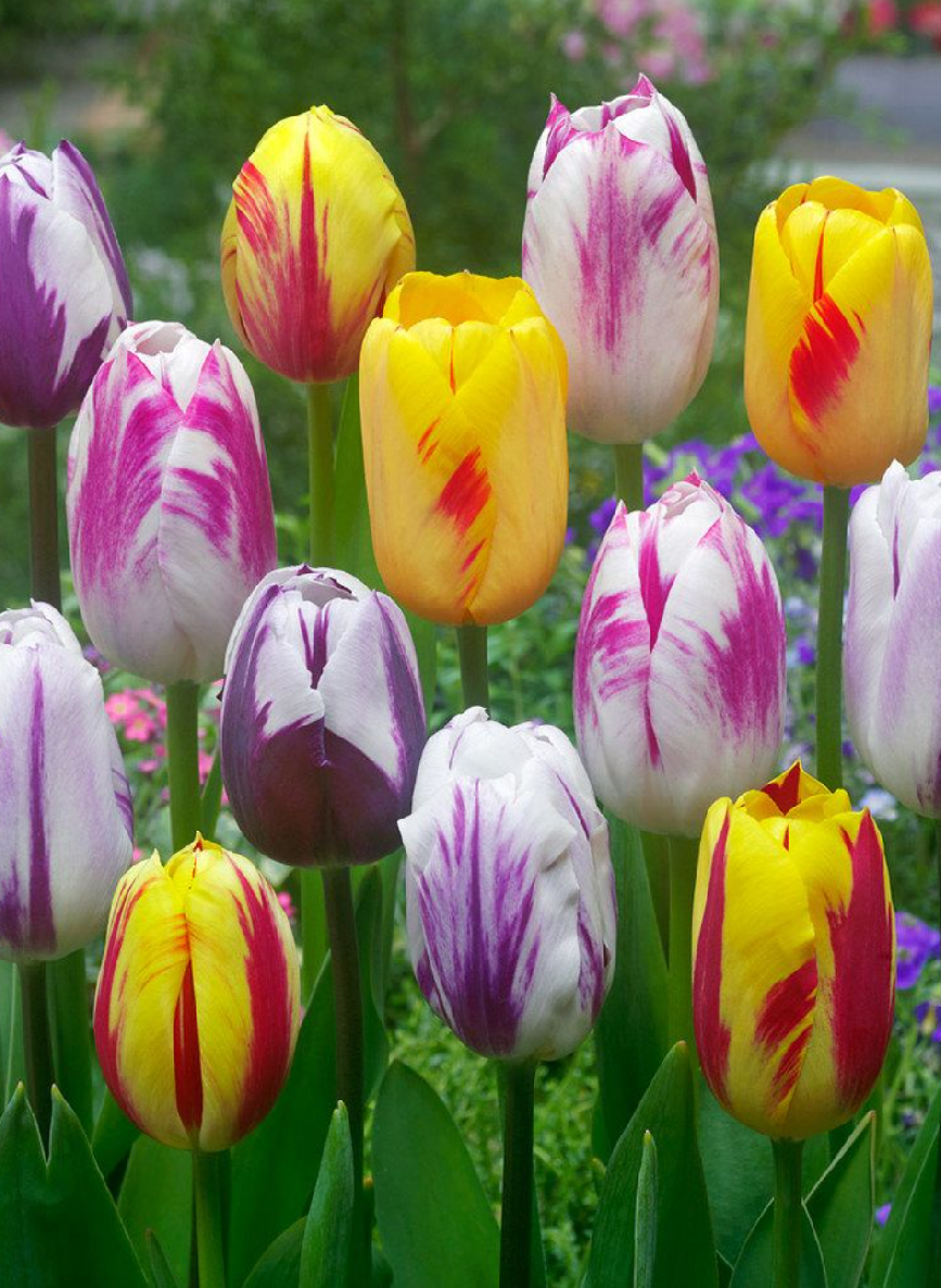 REMBRANDT MIXED - TULIP