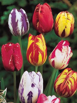 REMBRANDT MIXED - TULIP