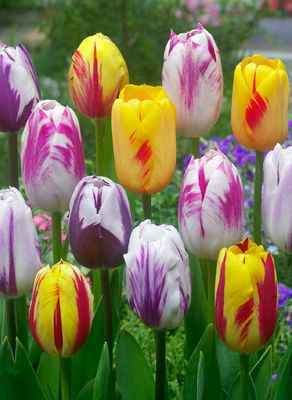 REMBRANDT MIXED - TULIP