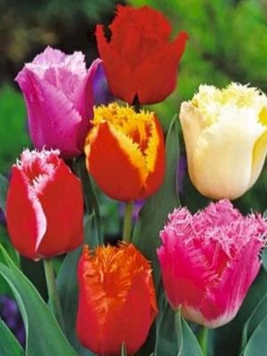 FRAMMED MIX – TULIPÁNOK