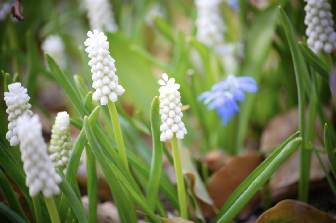 MODRZENIEC - ALB MODRZENIEC - ALB