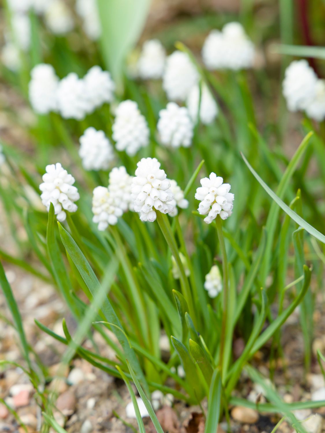 MODRZENIEC - WHITE