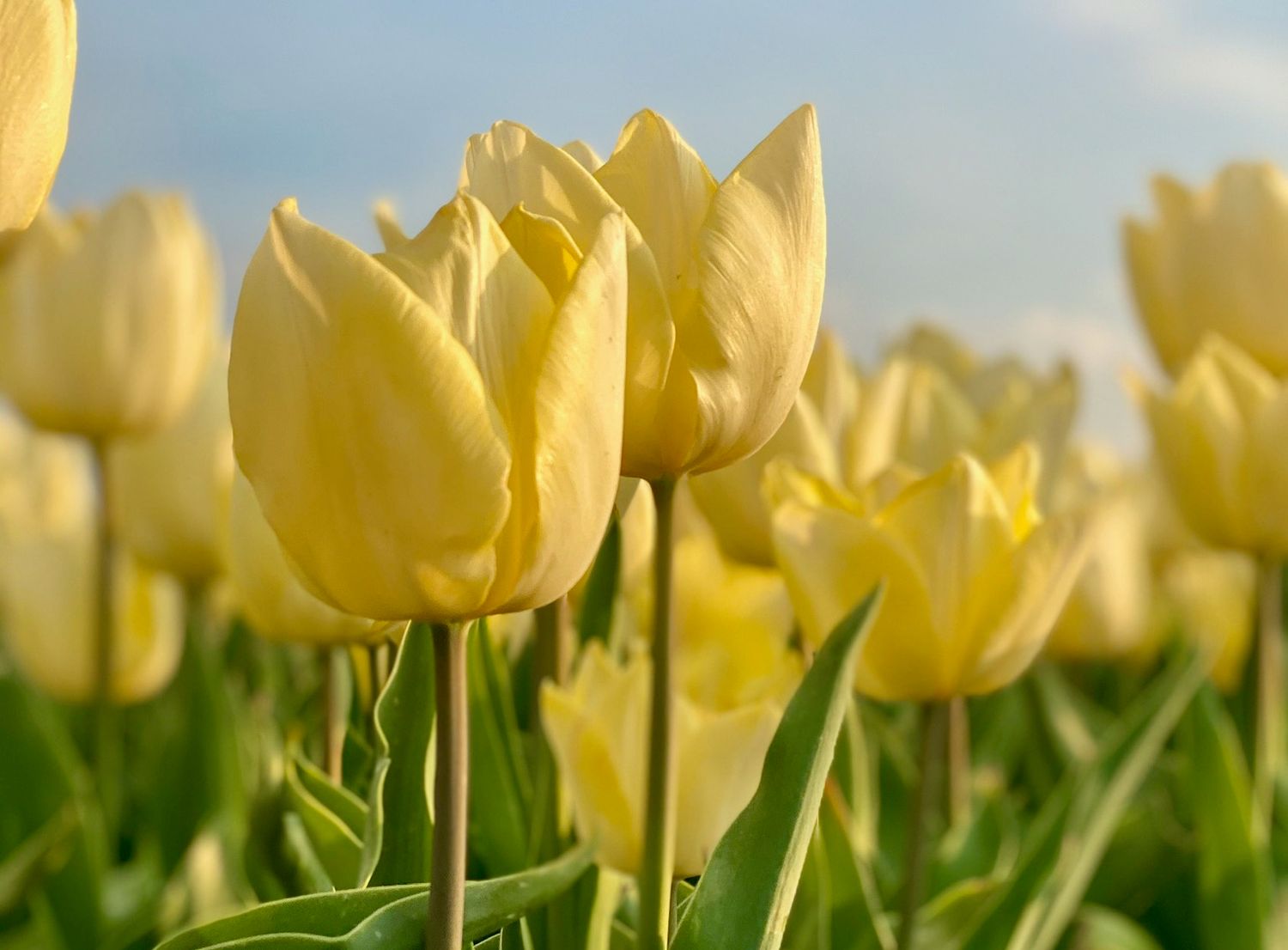 SUNNY PRINCE - YELLOW TULIP