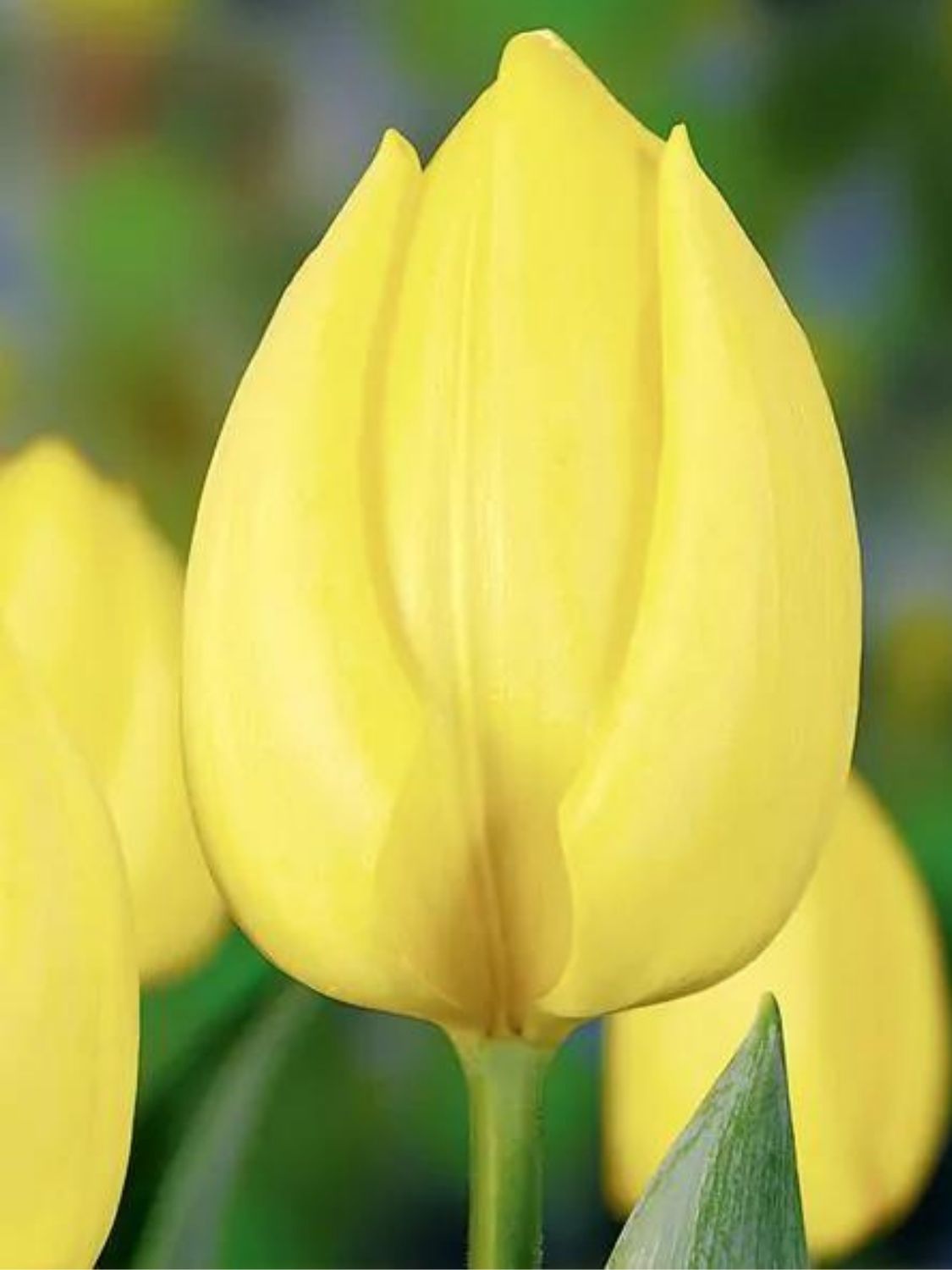 SUNNY PRINCE - YELLOW TULIP