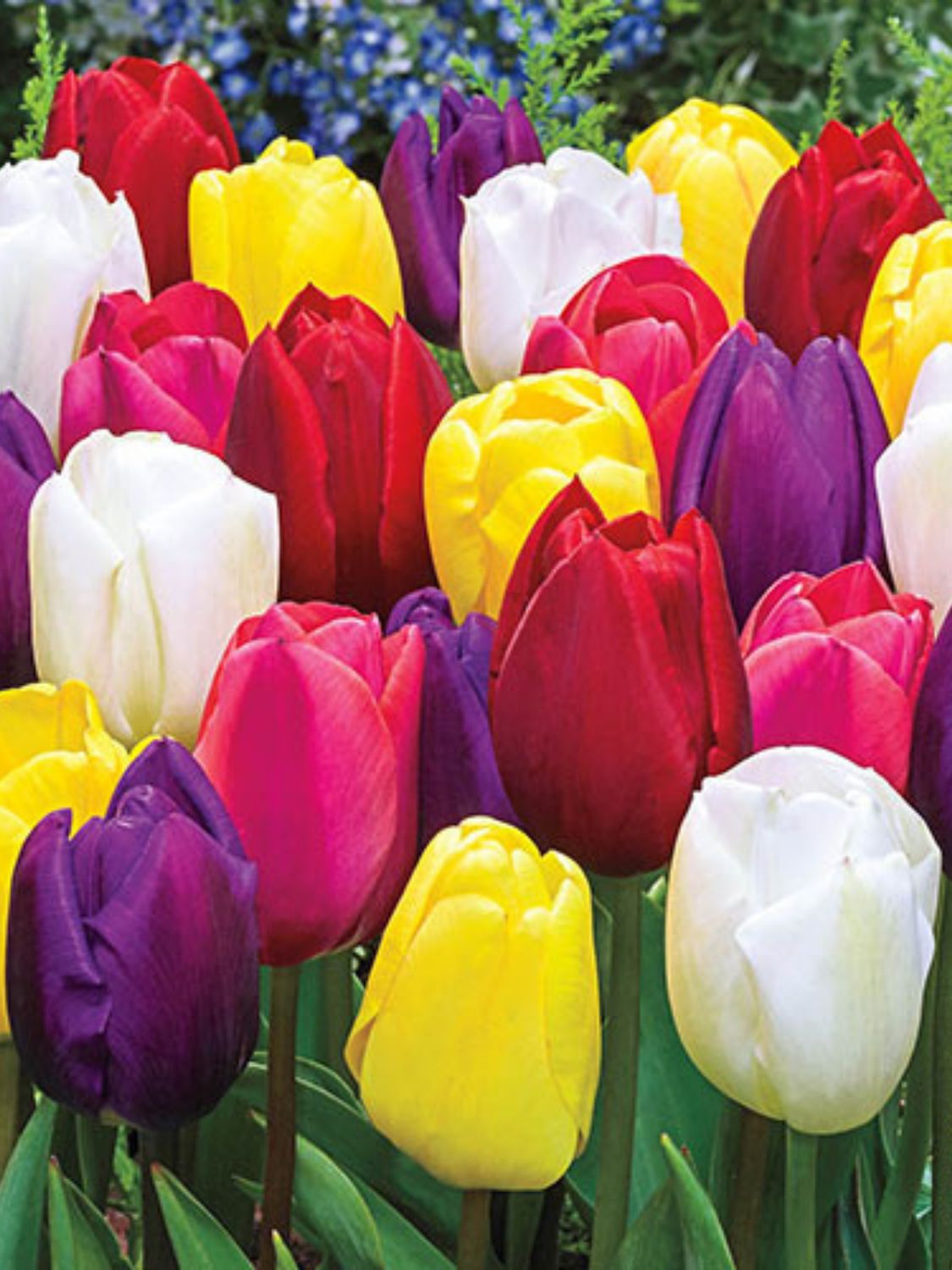 MIX - COLORFUL TULIPS