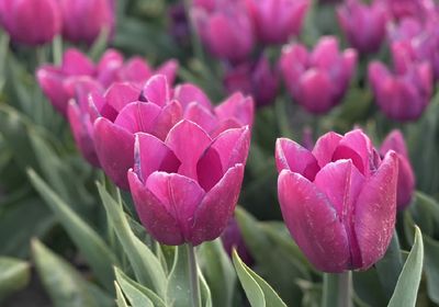 PARROT PRINCE - DOUBLE PURPLE TULIP