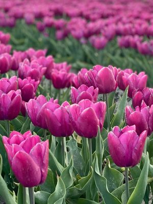 PARROT PRINCE - DOUBLE PURPLE TULIP