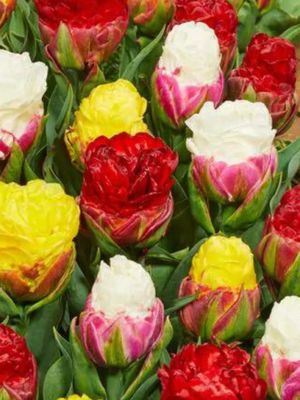 ICE CREAM MIX - TULIPS