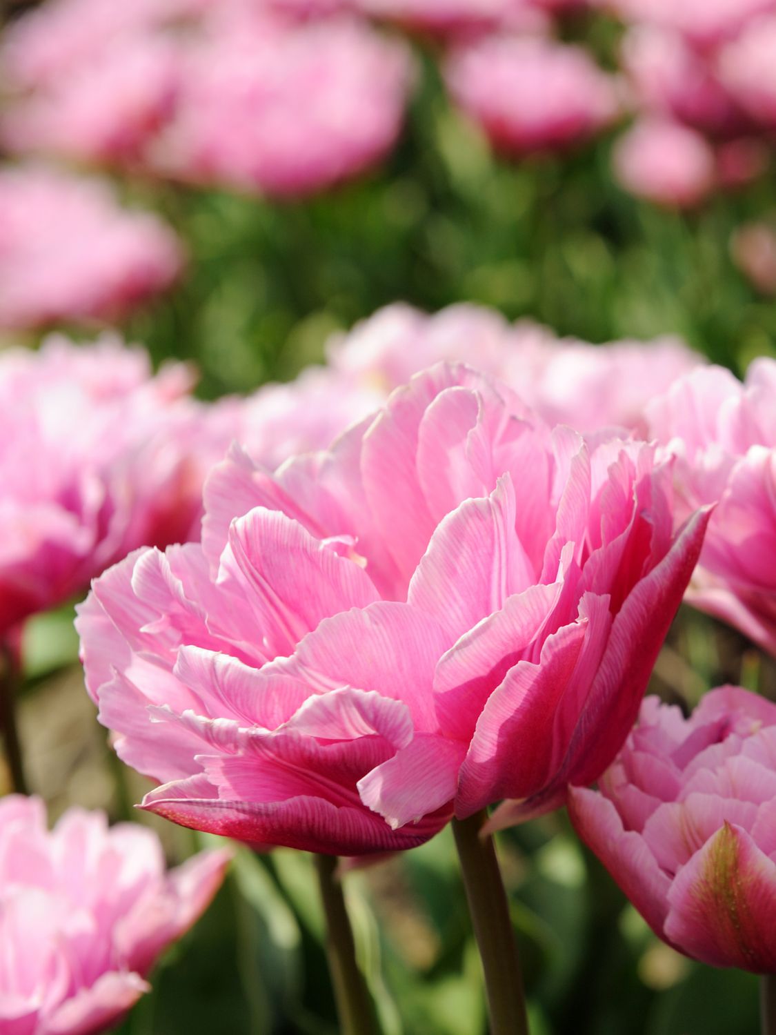 TABLE DANCE - DOUBLE PINK TULIP