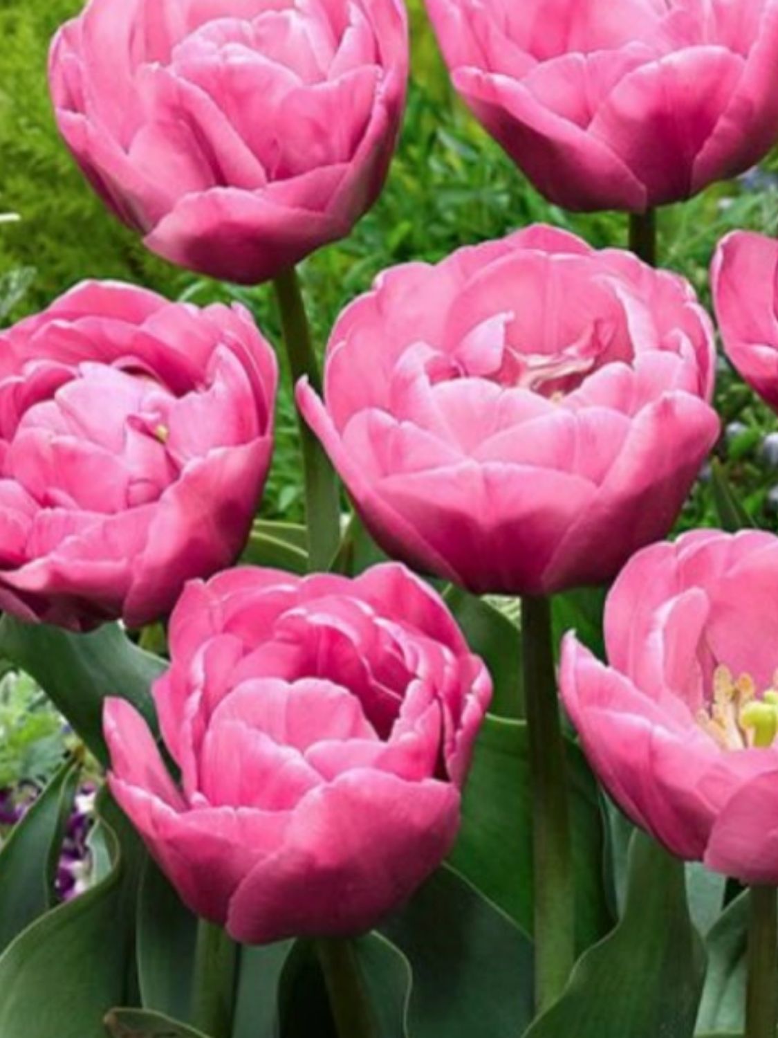 TABLE DANCE - DOUBLE PINK TULIP