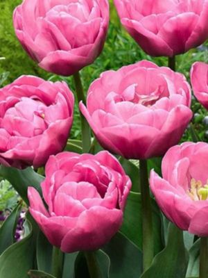 TABLE DANCE – RÓZSASZÍN DUPLA TULIPÁN