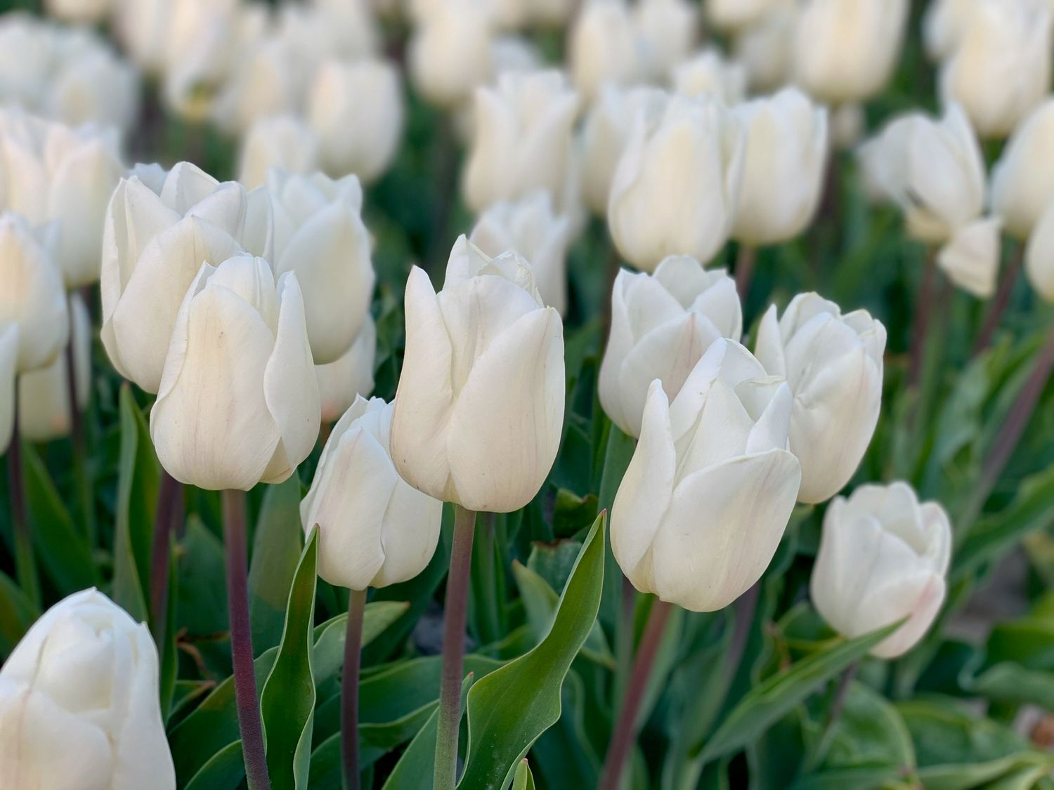 WHITE MARVEL - TULIPA ALBĂ