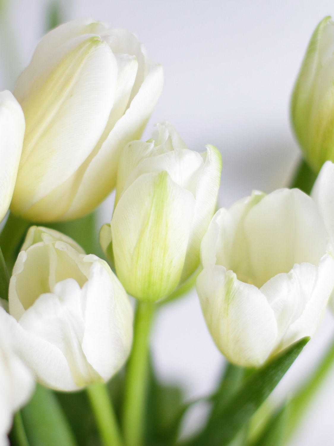 WHITE MARVEL - WHITE TULIP