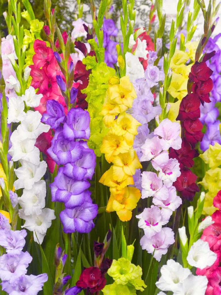 MIX - COLORED GLADIOLI