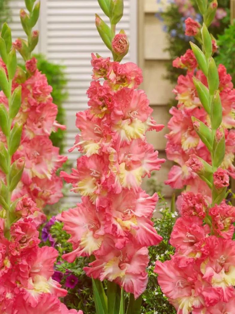 MANGO MUSE - SALMON GLADIOLS