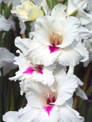 AMBER MISTIQUE - VILÁGOS SÁRGA GLADIOLI