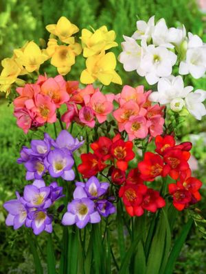 MIX - COLORFUL FREESIAS