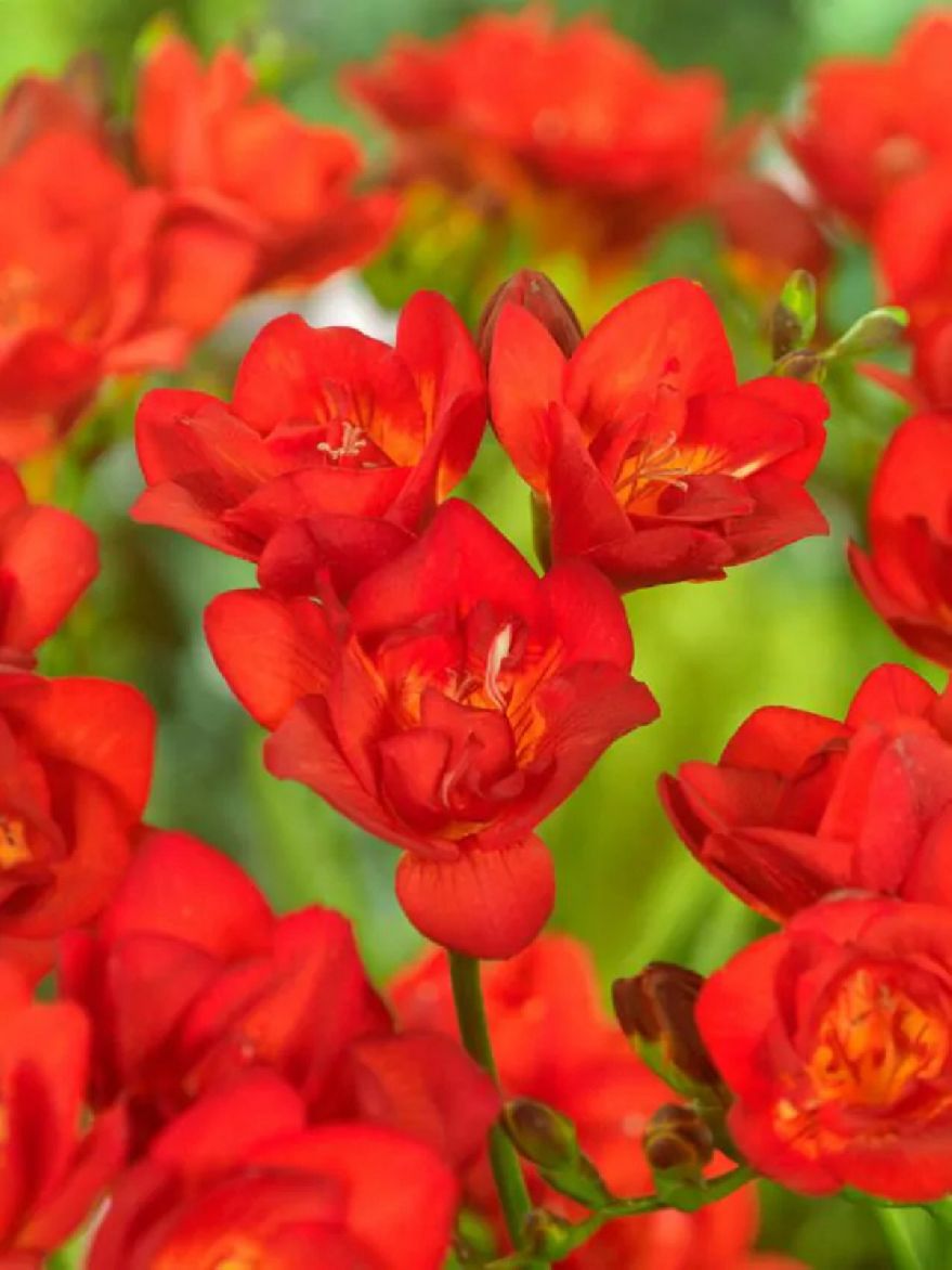 DOUBLE RED - RED - FREESIA