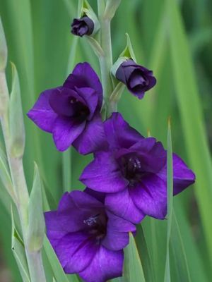 PURPURE FLORA - PURPLE GLADIOLI