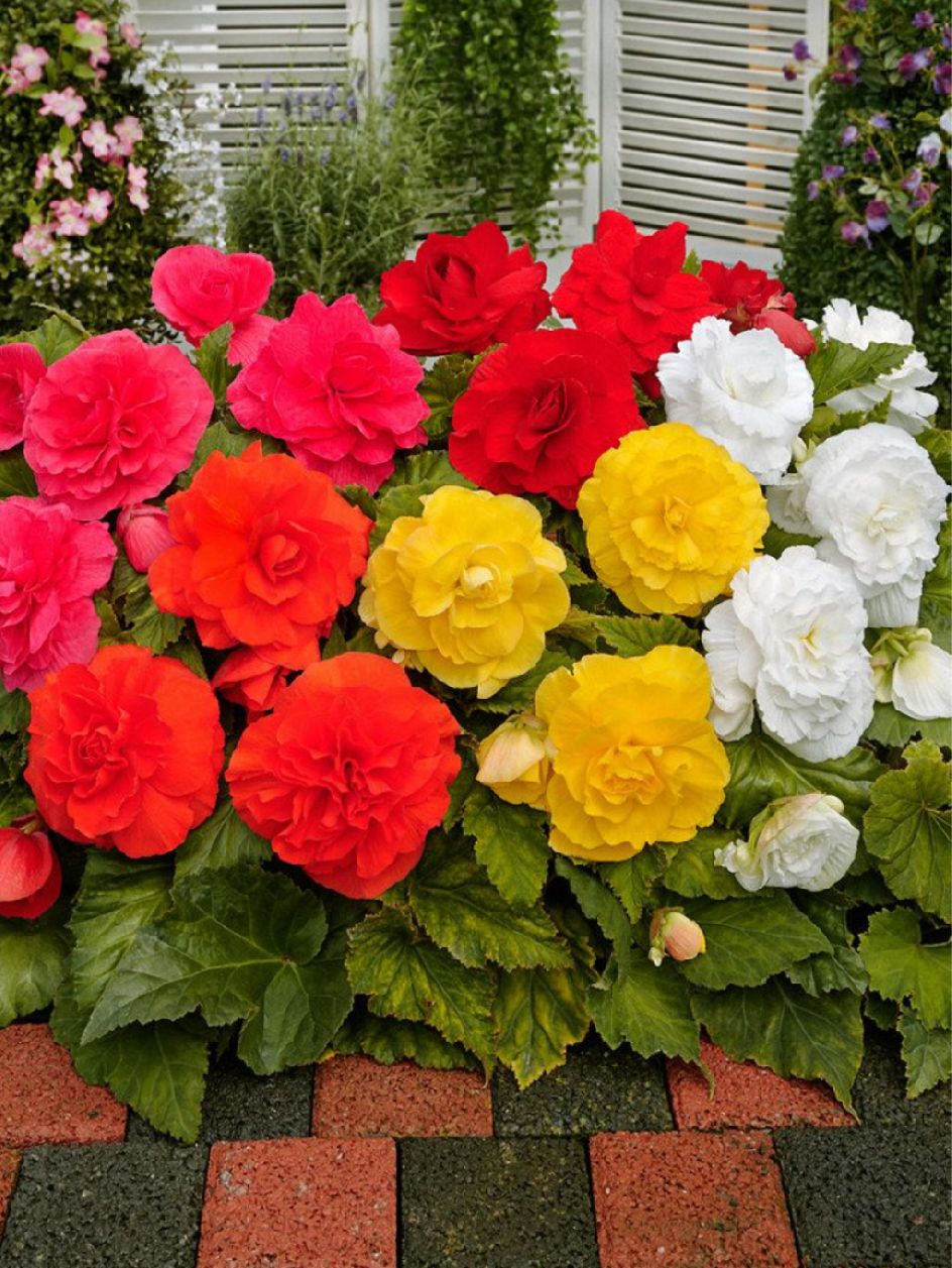 MIX - COLORFUL BEGONIES