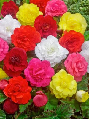 MIX - BUNTE BEGONIES