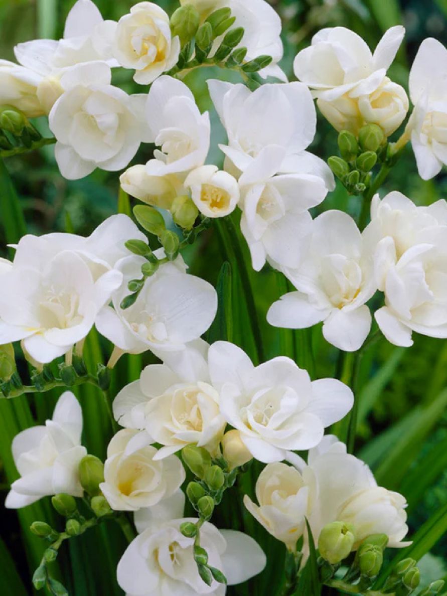 DOUBLE WHITE - WHITE - FREESIA