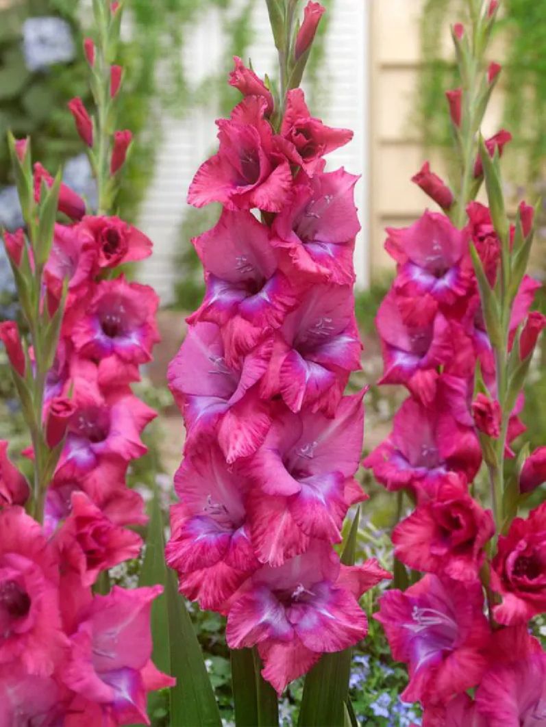 LUMIERE - DARK PINK - GLADIOLI