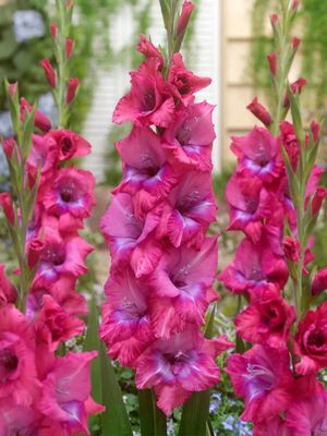 LUMIERE - DARK PINK - GLADIOLI