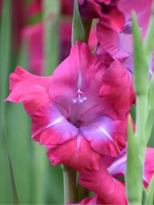 LUMIERE - DARK PINK - GLADIOLI