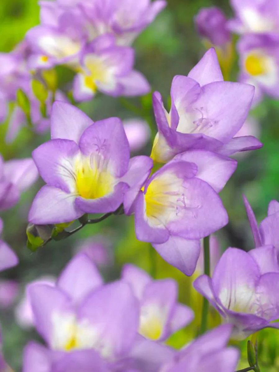BLUE SINGLE - BLUE VIOLET - FREESIA