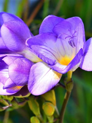 BLUE SINGLE - BLUE VIOLET - FREESIA
