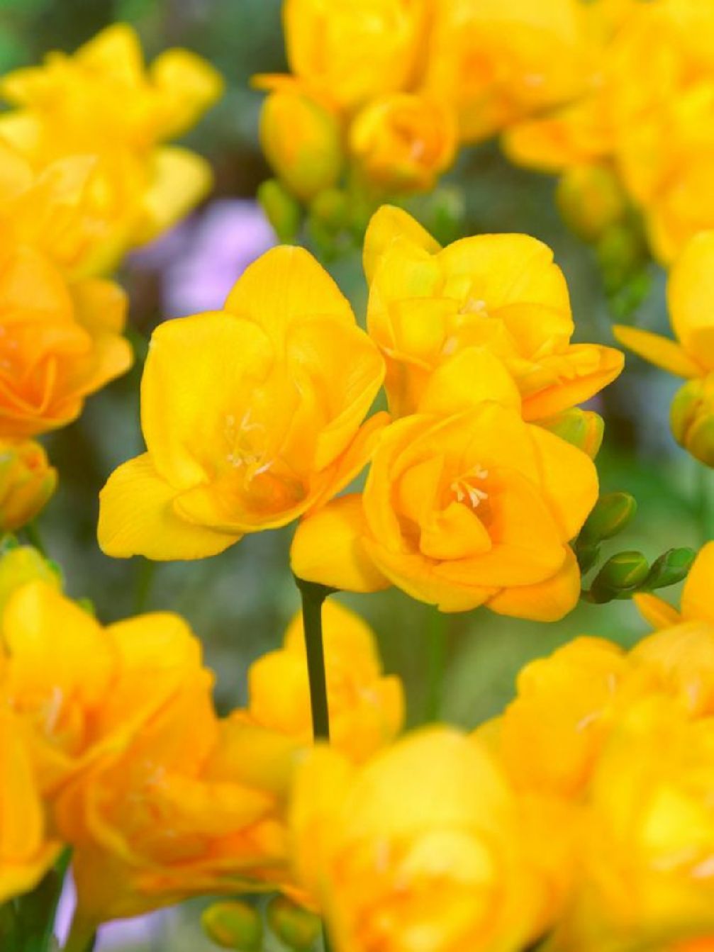 DOUBLE YELLOW - YELLOW FREESIAS