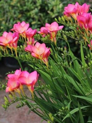 PINK SINGLE - PINK FREESIA