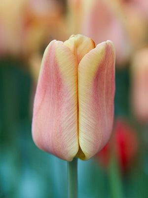 APRIKOSENFOXX - LACHSFARBENETULPE