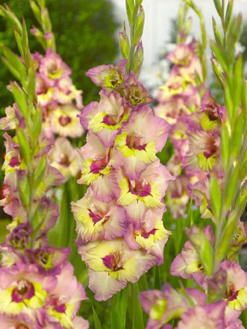 SAPPORO - PINK YELLOW GLADIOLI