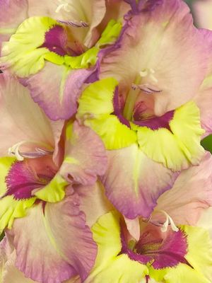 SAPPORO - PINK YELLOW GLADIOLI