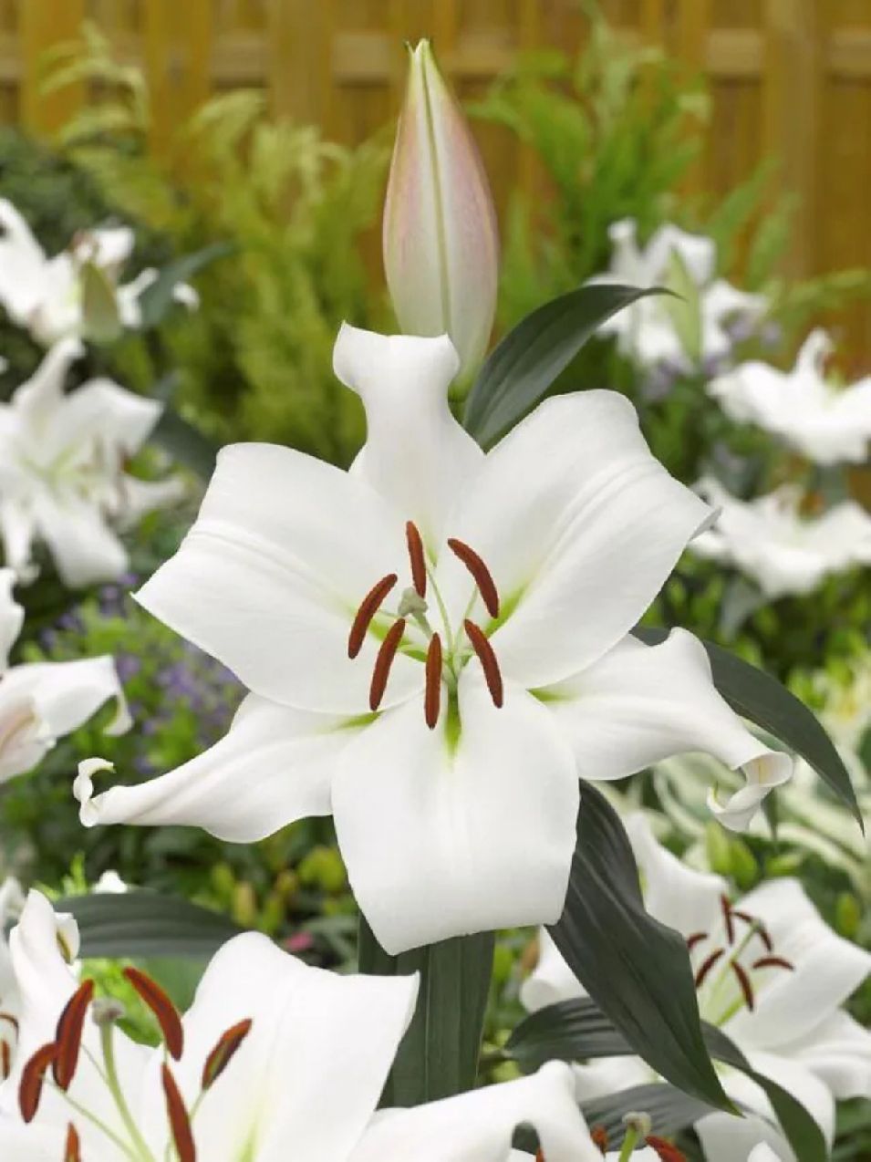 ZAMBESI - WHITE LILY