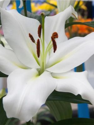 ZAMBESI - WHITE LILY