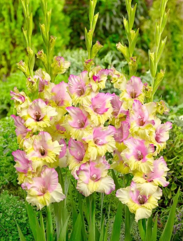 MON - YELLOW PINK GLADIOLI