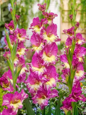 EXTRAVERT - PURPLE-YELLOW GLADIOLI